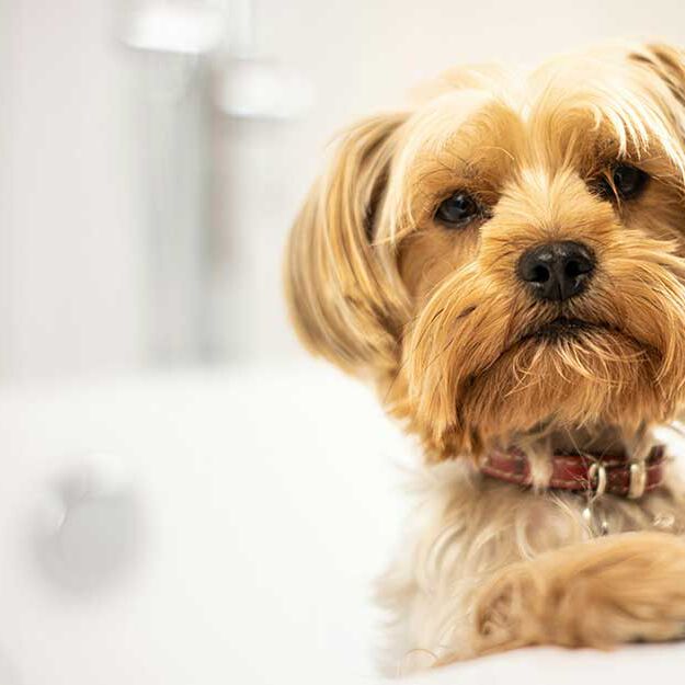 dog in a bathtub dog in a bathtub
